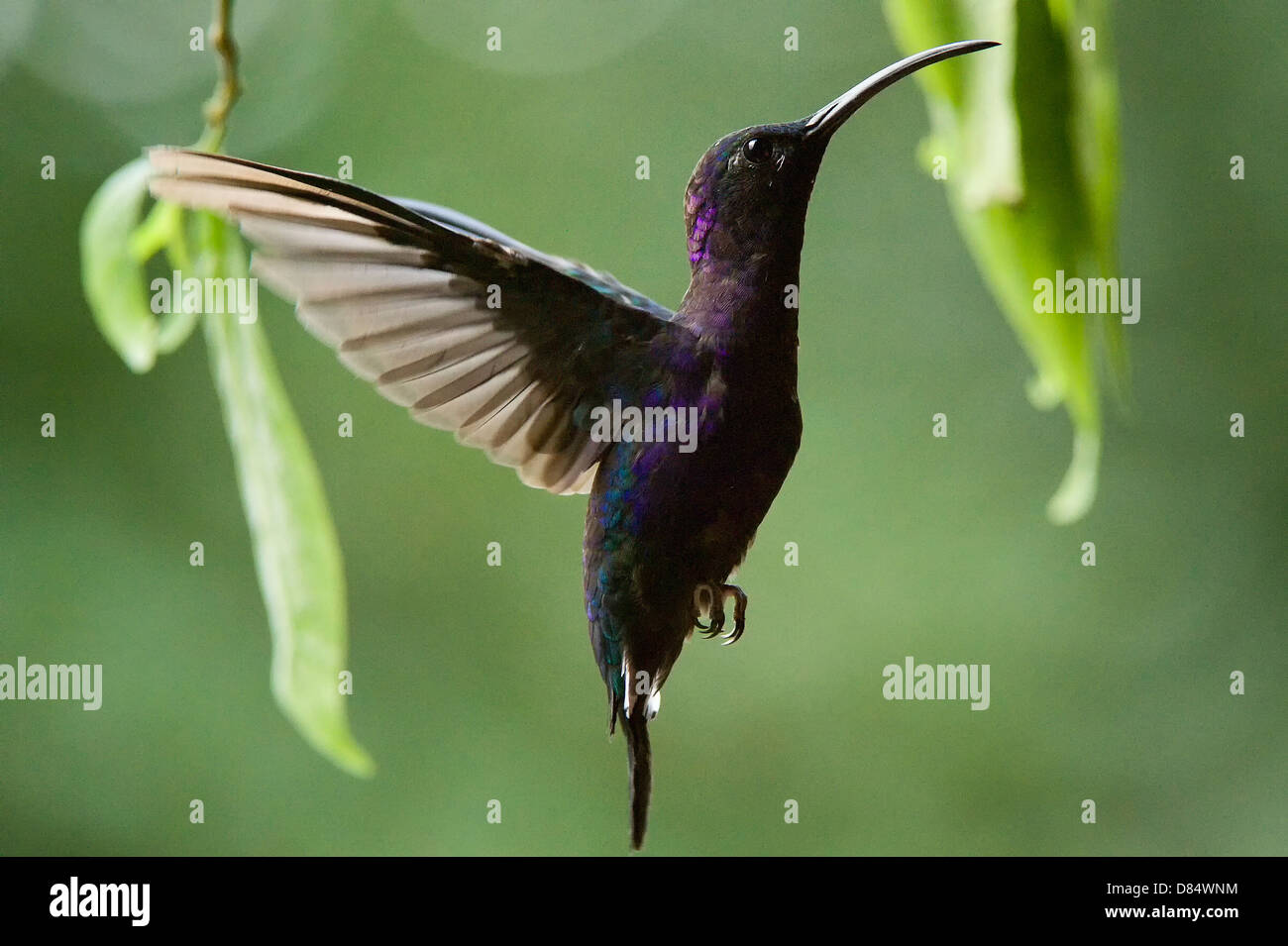 violet sabrewing hummingbird flying in Costa Rica, Central America Stock Photo