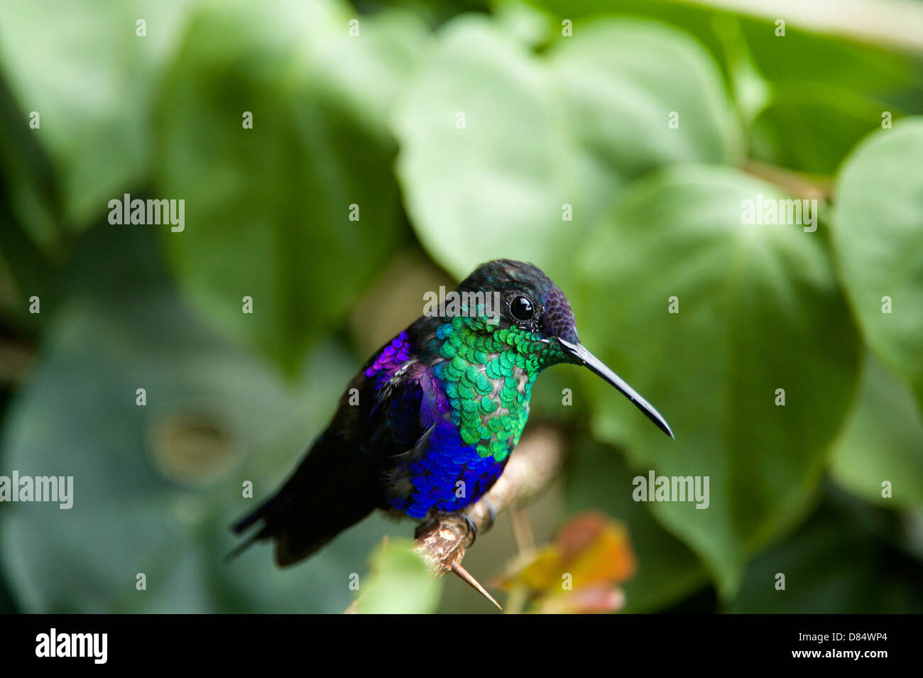 Woodnymph hi-res stock photography and images - Alamy
