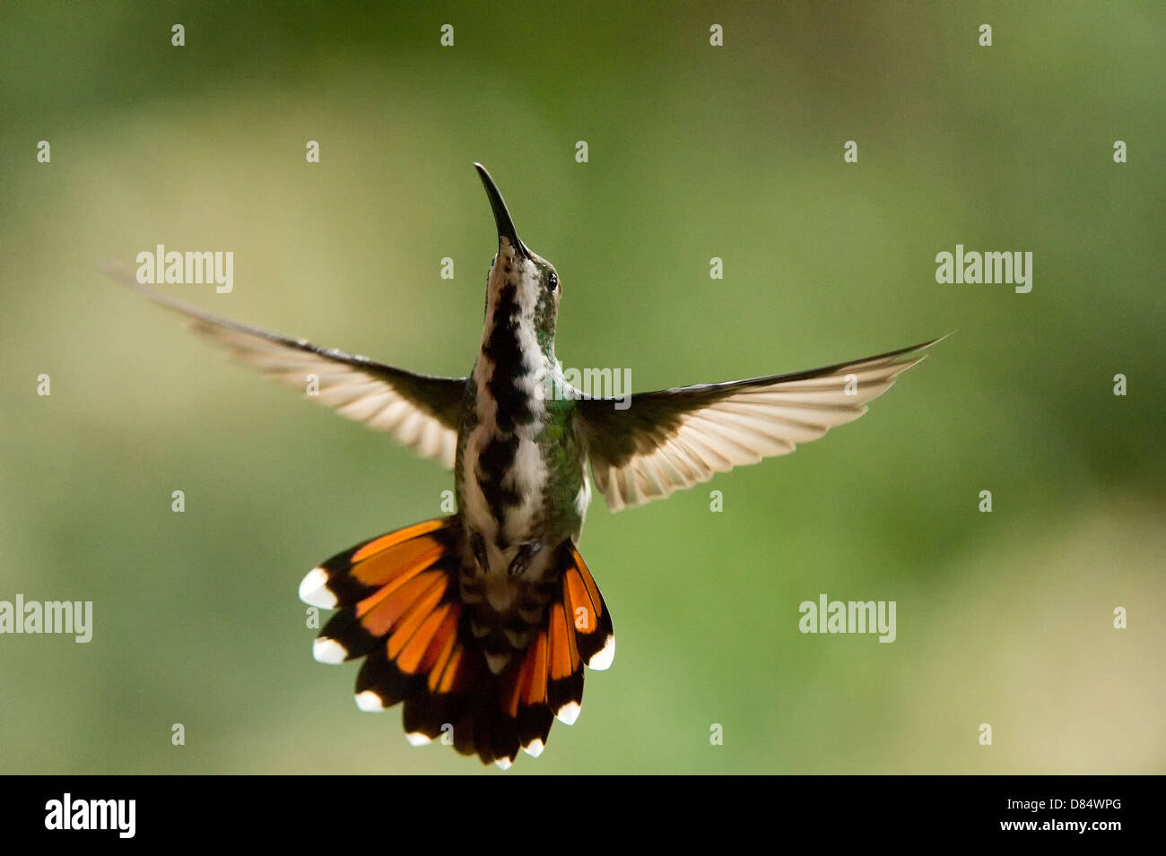 green-breasted mango hummingbird flying in Costa Rica, Central America Stock Photo