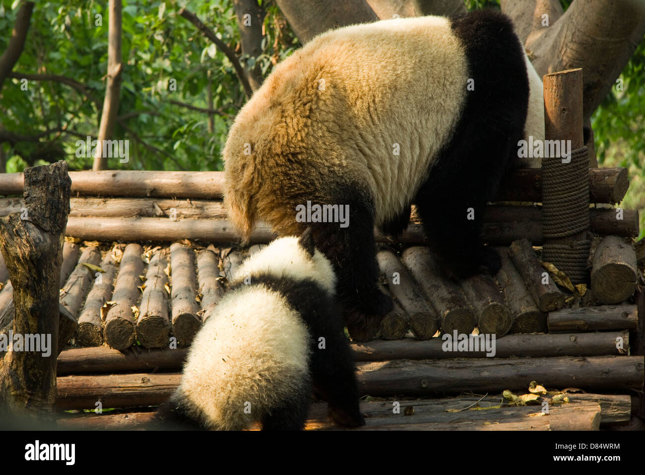 Panda Breeding and Research Centre, Chengdu China Stock Photo