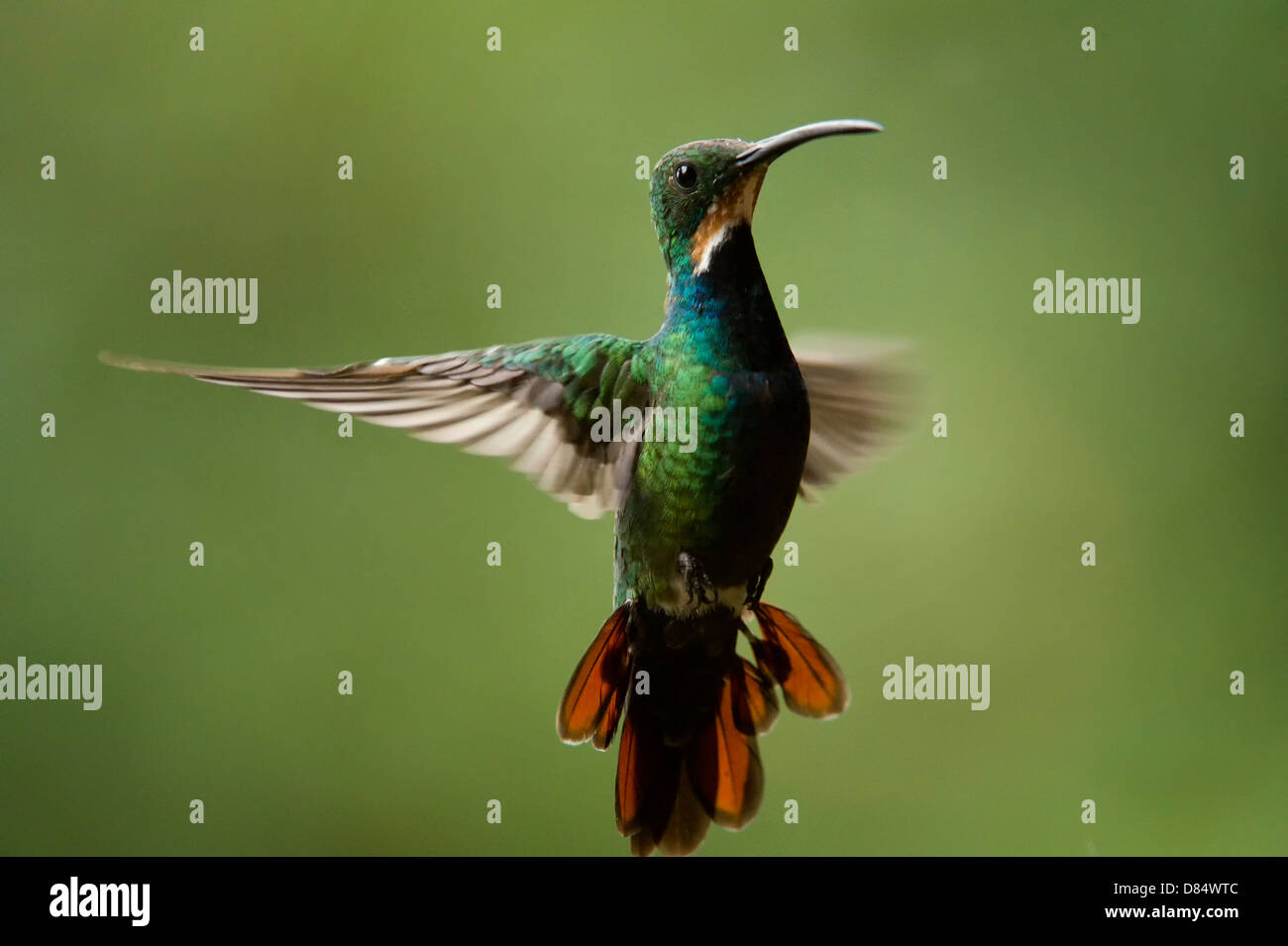 green-breasted mango hummingbird flying in Costa Rica, Central America Stock Photo