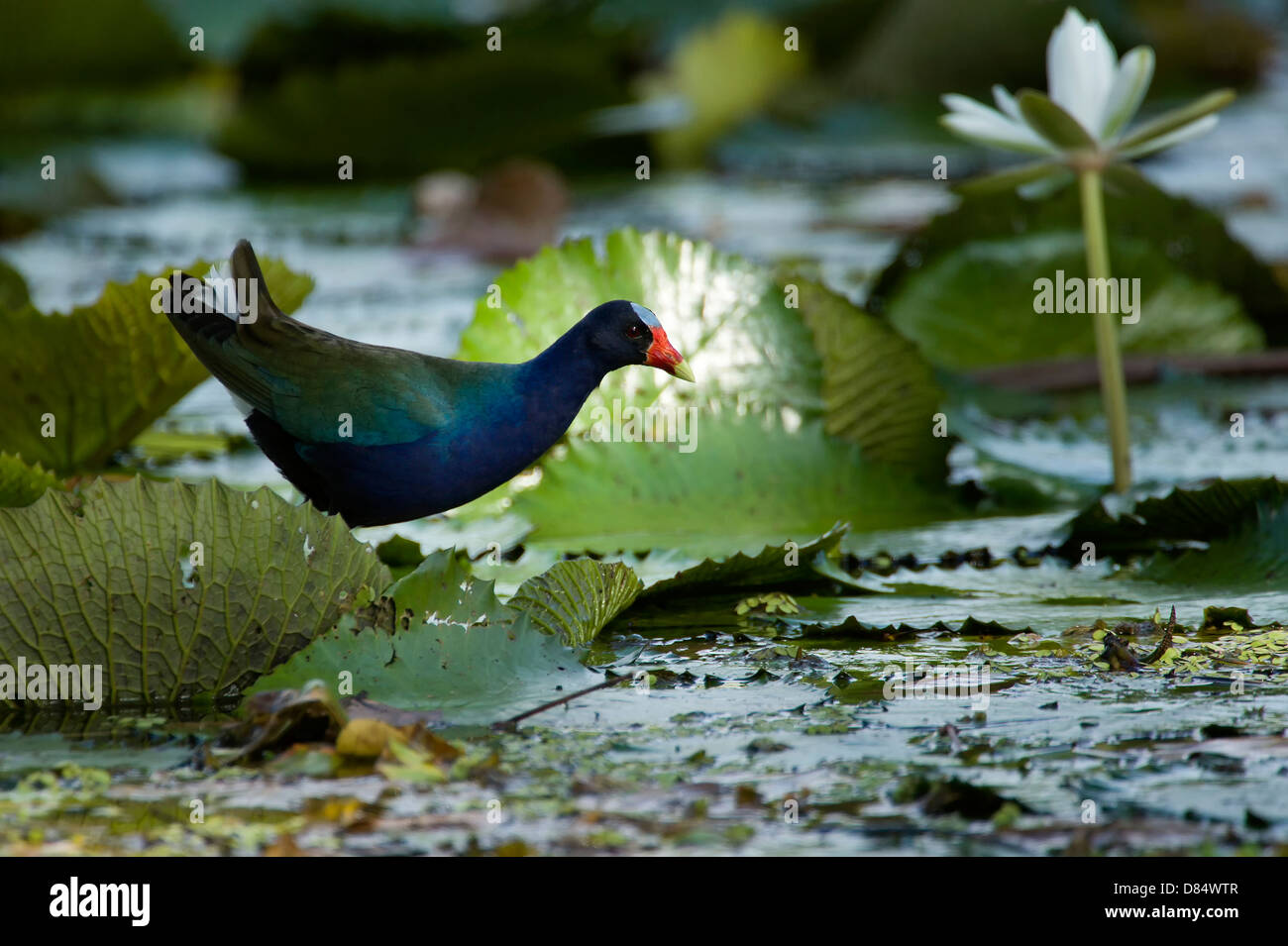 Purple Gallinule bird perched on a leaf in a marsh in Costa Rica ...