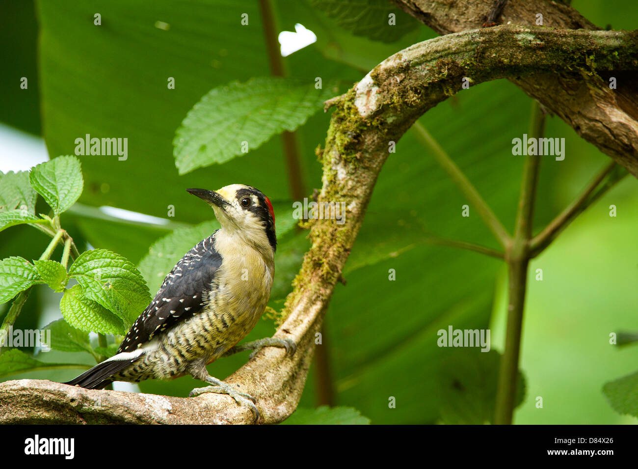 black cheeked woodpecker perched on a branch in a marsh in Costa Rica, Central America Stock Photo