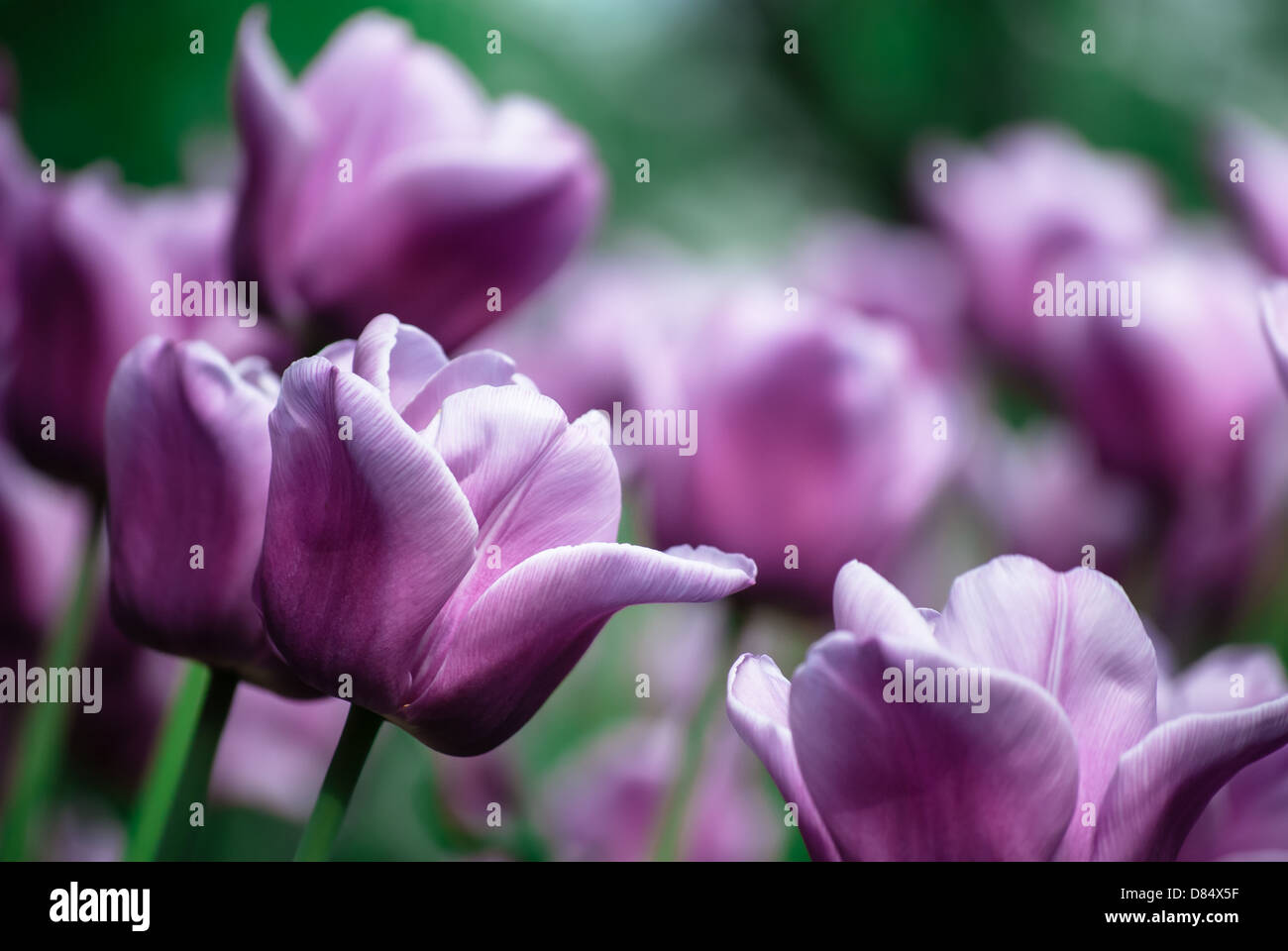 violet tulips, in spring, under the bright sun Stock Photo