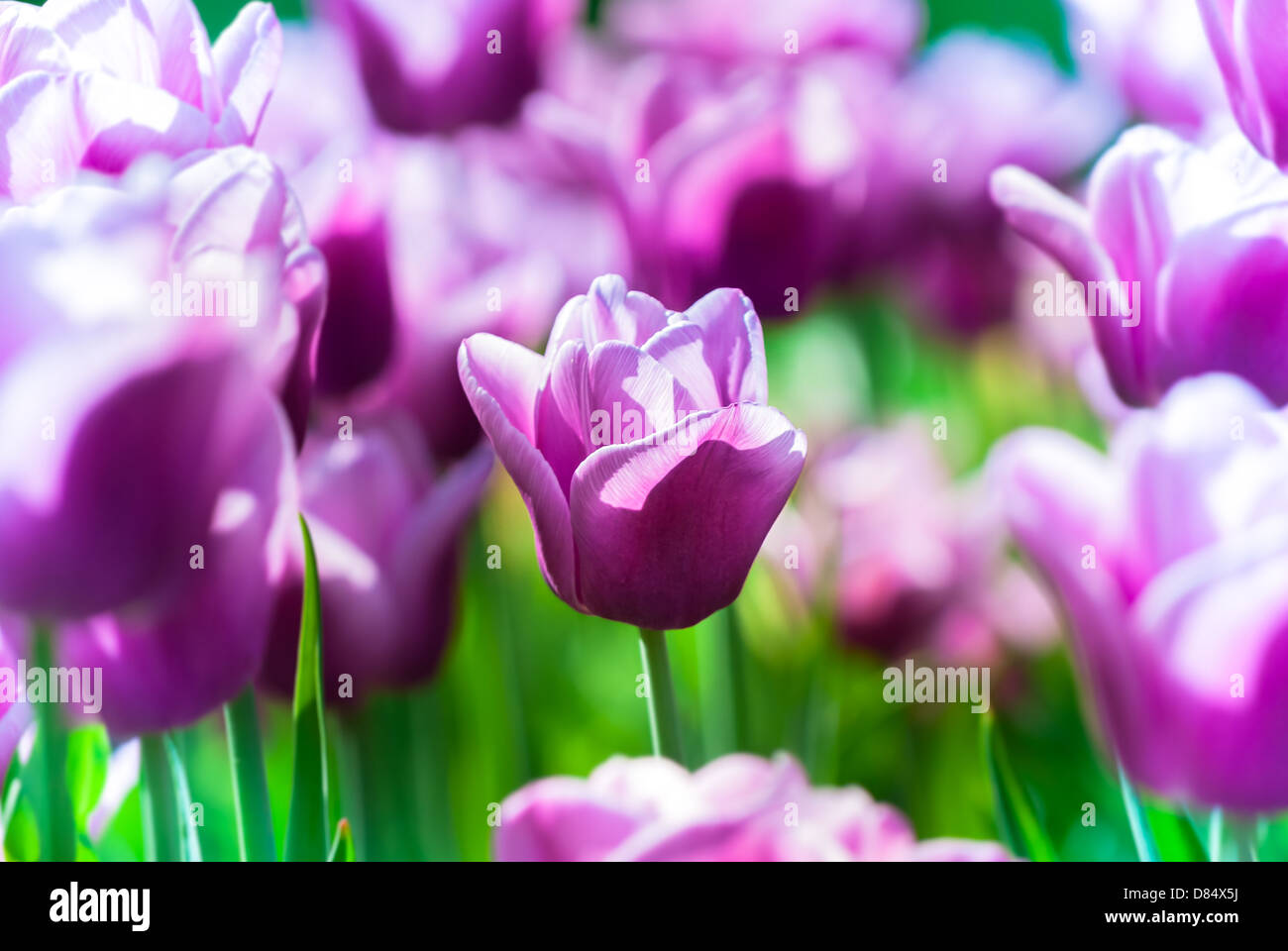 violet tulips, in spring, under the bright sun Stock Photo