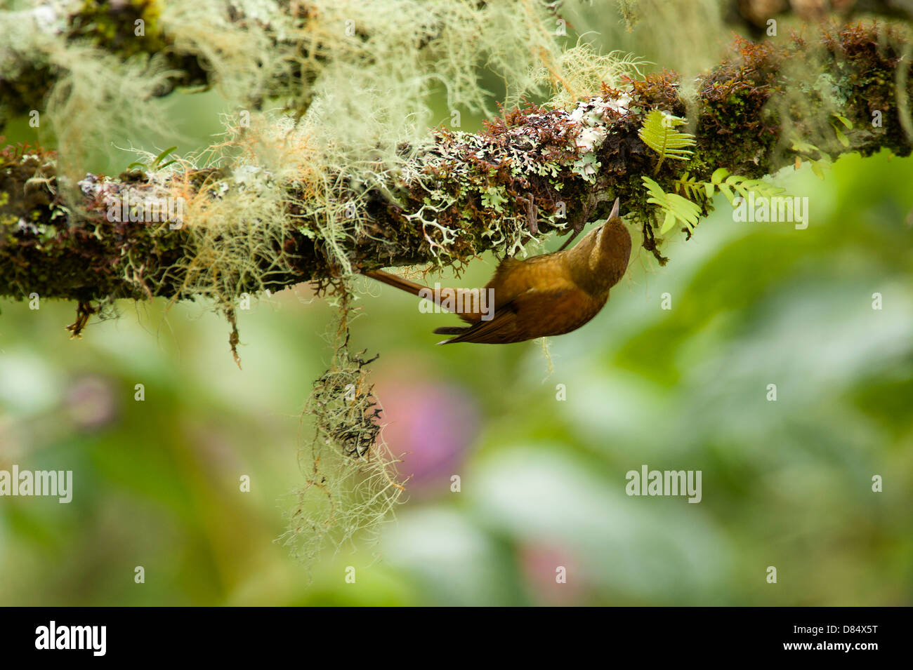 Ruddy Treerunner bird perched on a branch in Costa Rica, Central America Stock Photo