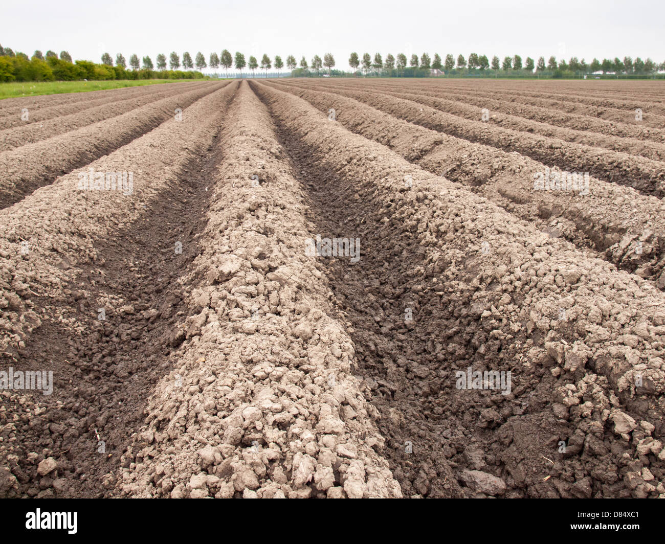 earth ridges in potato field in spring in a dutch polder landscape ...