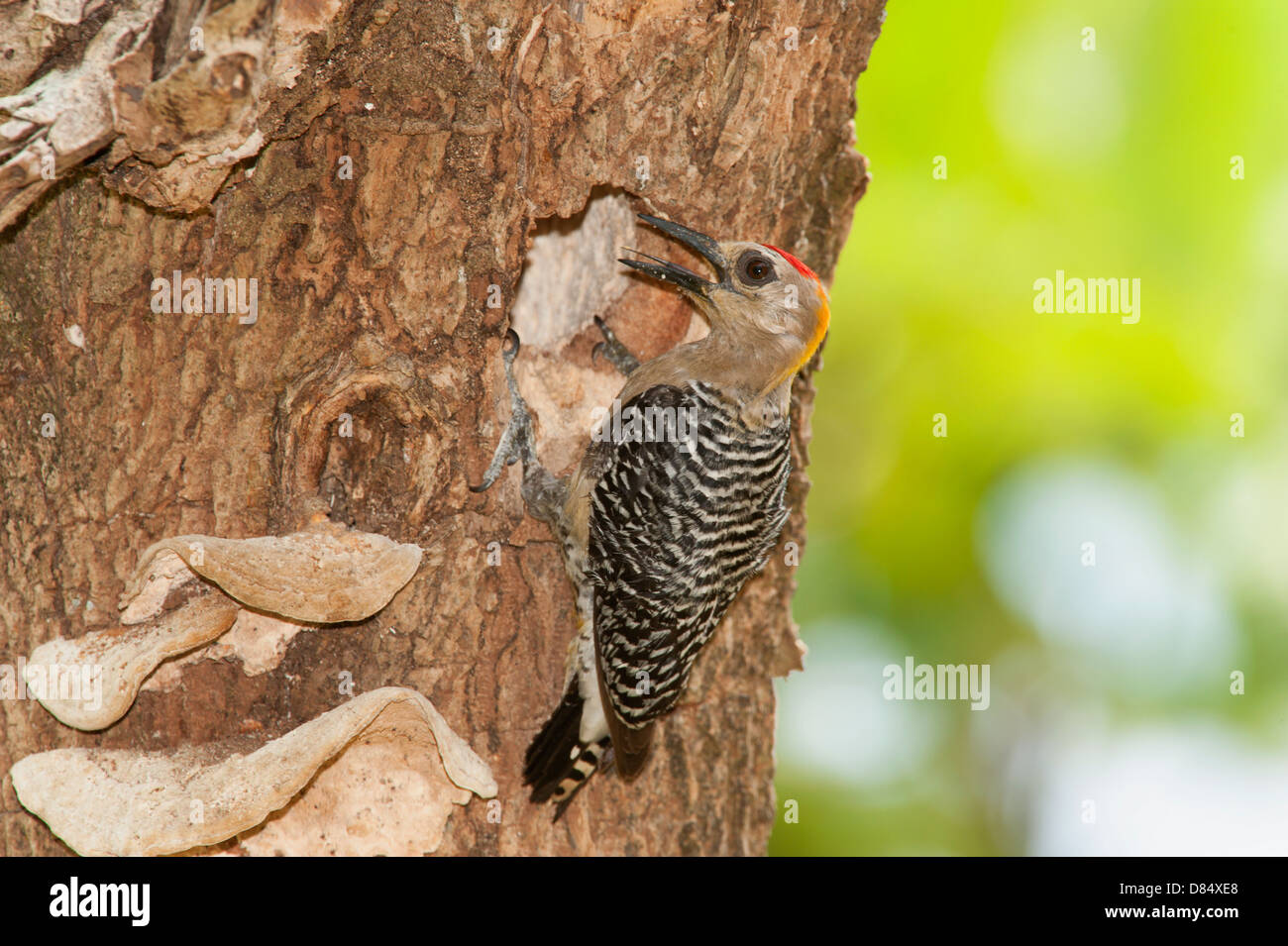 Hoffmann's Woodpecker on a trunk tree in Costa Rica, Central America Stock Photo