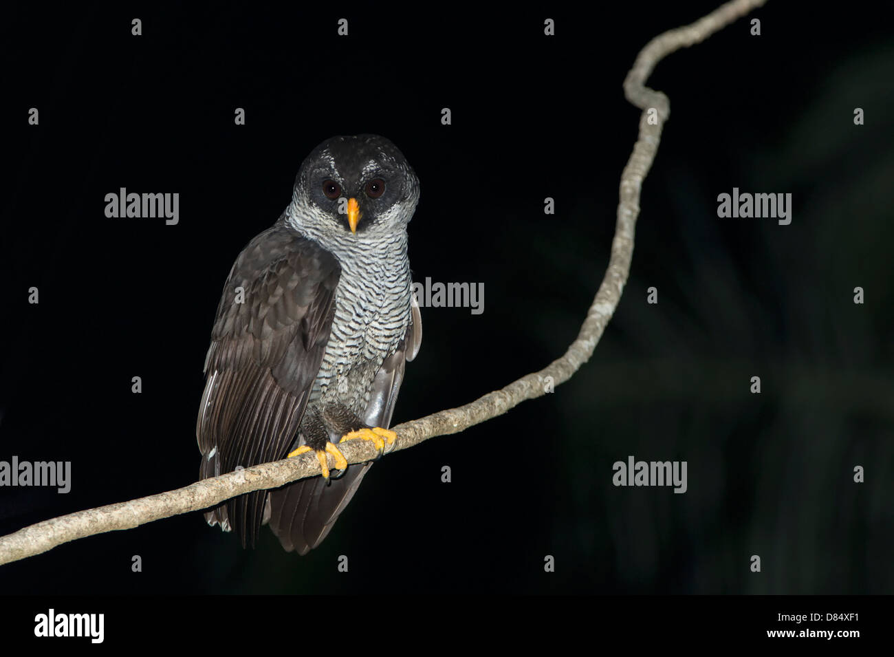 Black-and-white Owl perched on branch at night  in Costa Rica, Central America Stock Photo