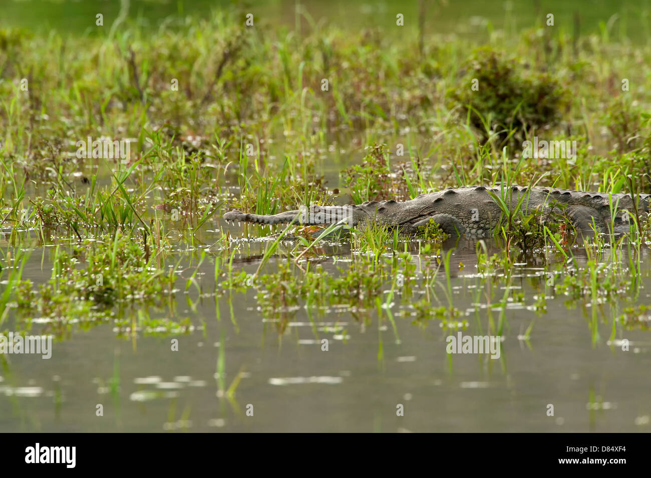 American crocodile in a marsh of a mangrove in Costa Rica, Central