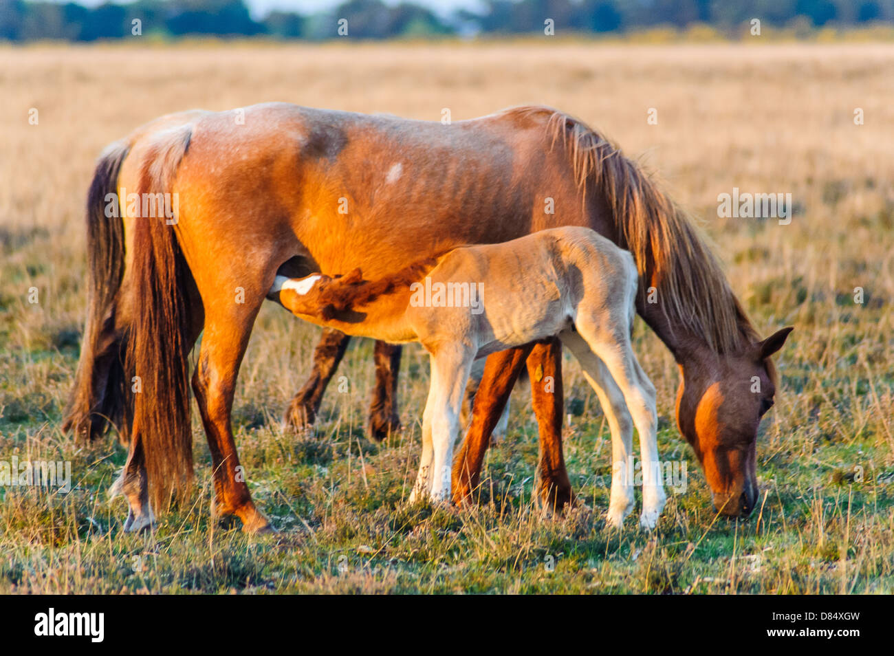 New Forest Ponies and Foal. Owned by the commoners of the forest who have the right to allow their animals to roam freely Stock Photo