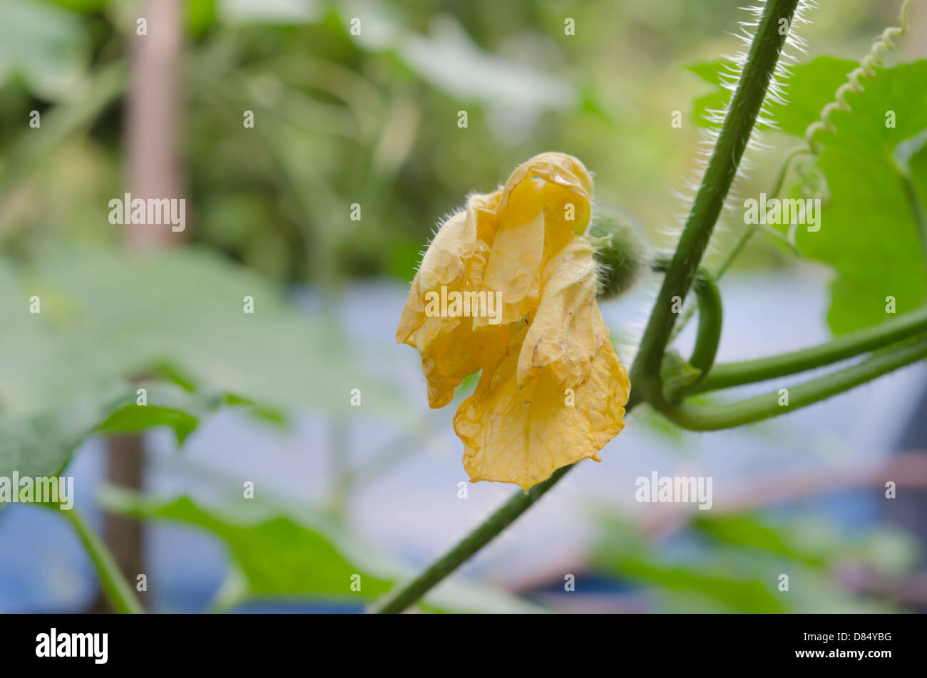 yellow pumpkin flowers with green leaves Stock Photo - Alamy