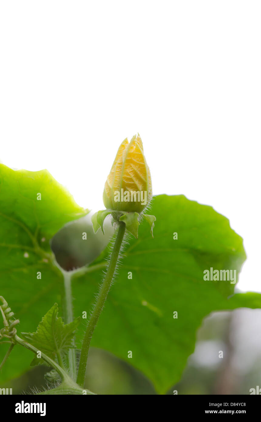 fresh bud pumpkin flowers with green leaves and white background Stock ...