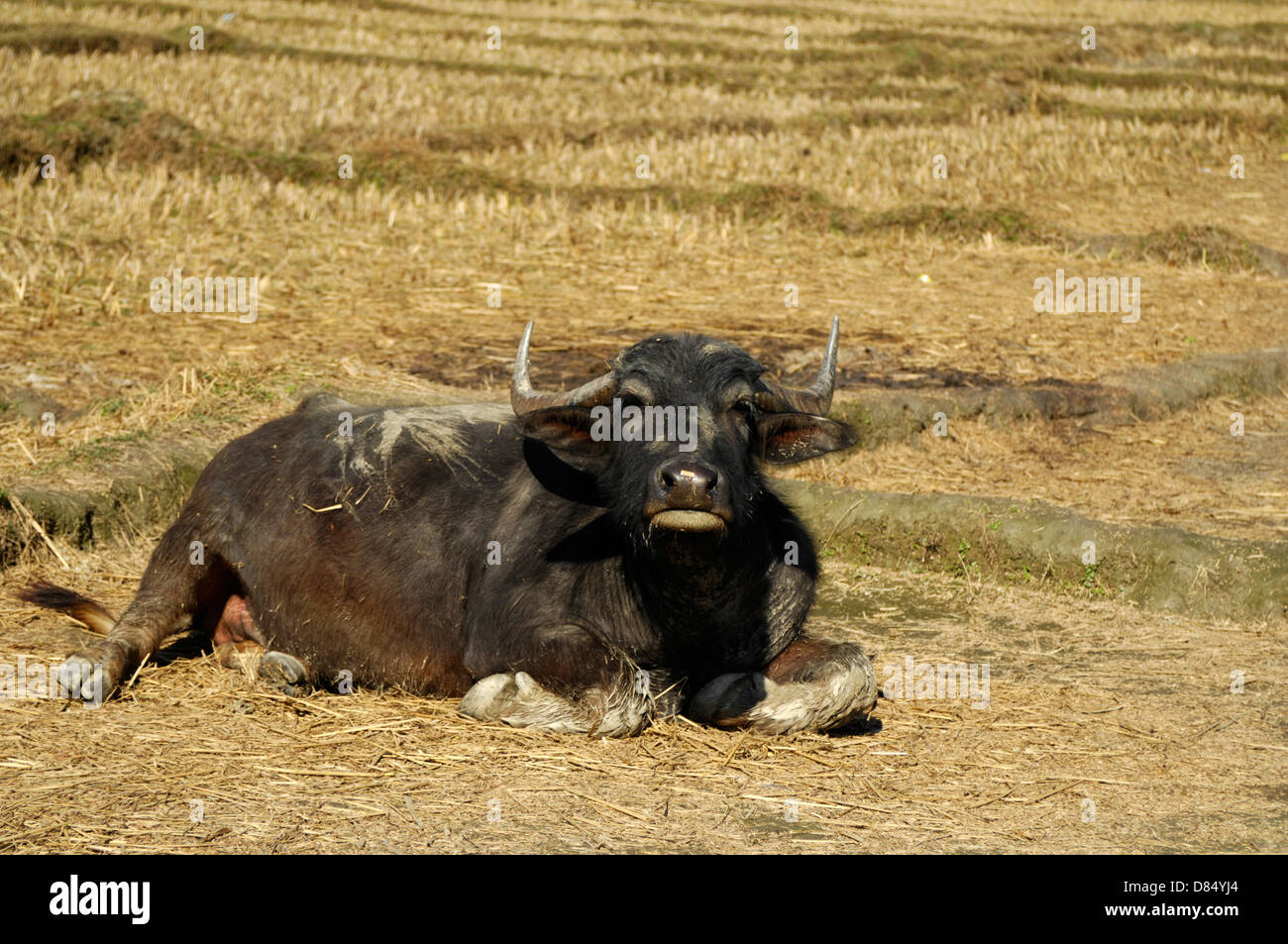 water buffalo in Nepal Stock Photo Alamy