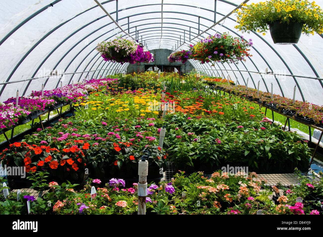Greenhouse interior of plant nursery, Arkansas, USA Stock Photo Alamy