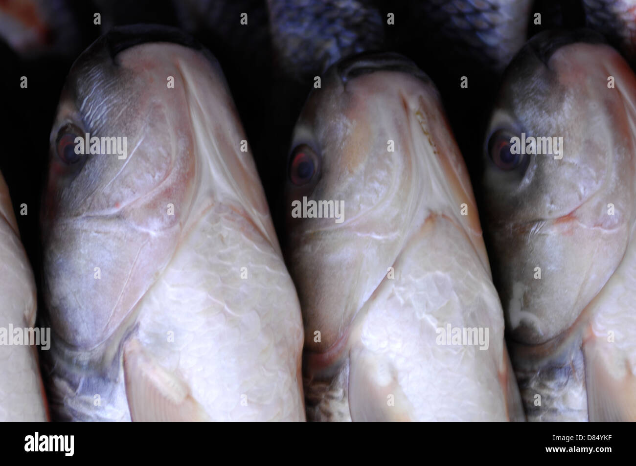 fresh fish in a market Stock Photo Alamy