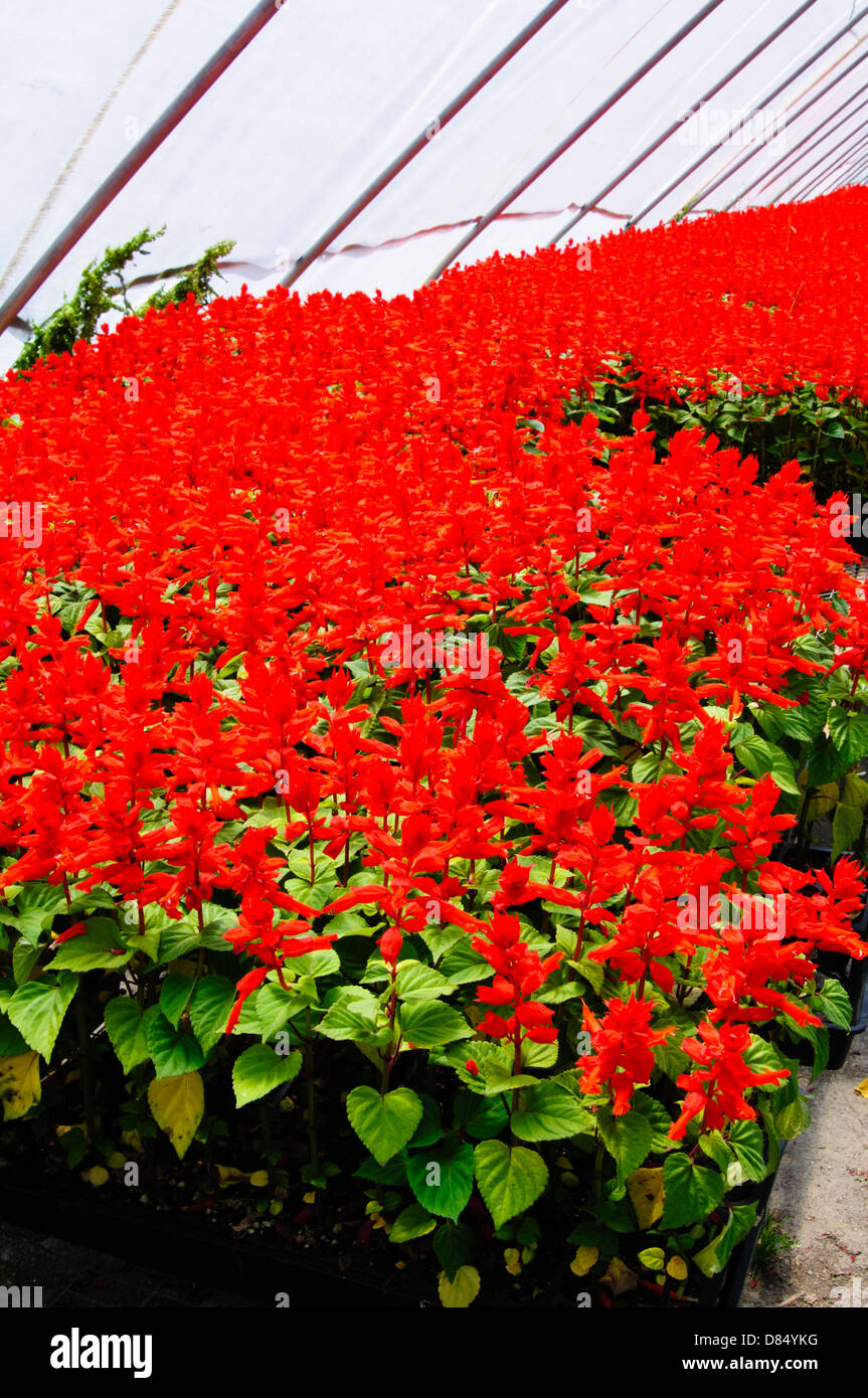Vista Red Salvia inside greenhouse of plant nursery, Arkansas, USA