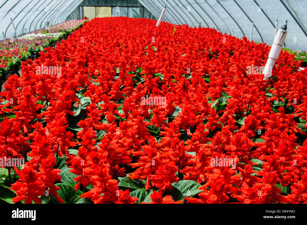 Vista Red Salvia inside greenhouse of plant nursery, Arkansas, USA