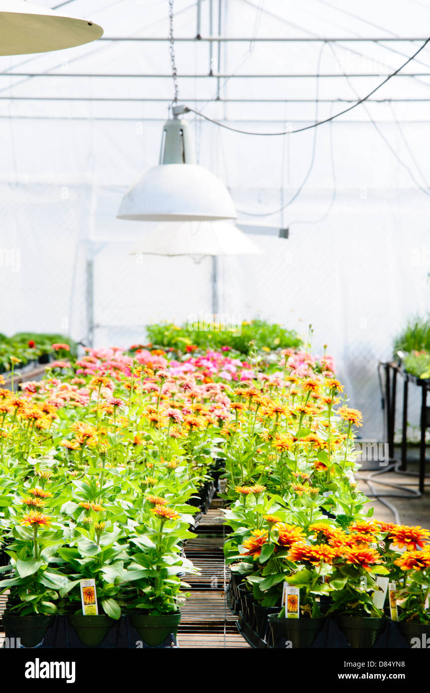 Greenhouse interior of plant nursery, Arkansas, USA Stock Photo Alamy