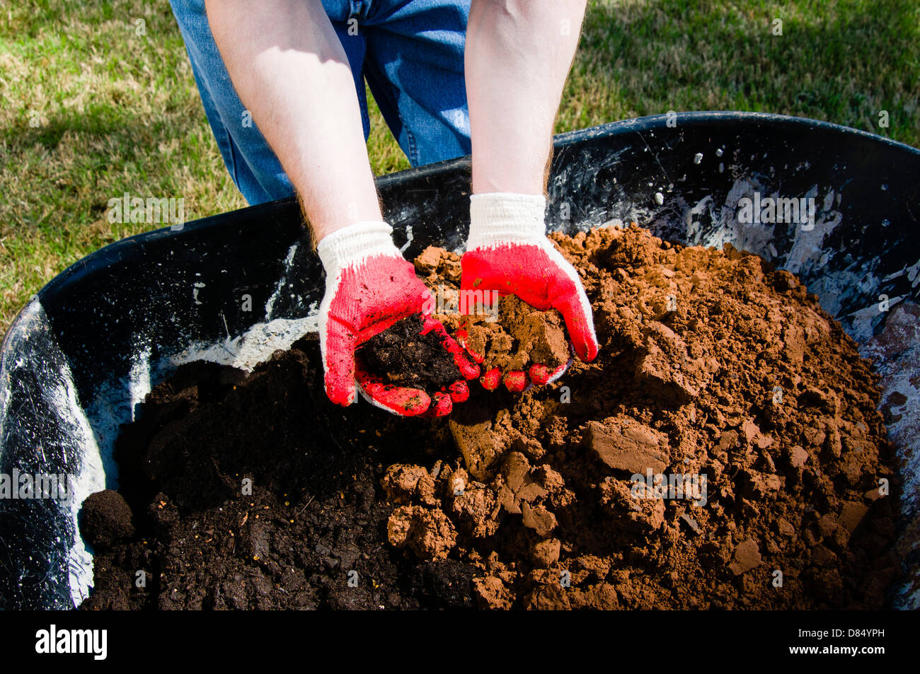 Man holding and comparing compost in one hand and dirt in the other from wheelbarrow for a garden or landscaping. Stock Photo