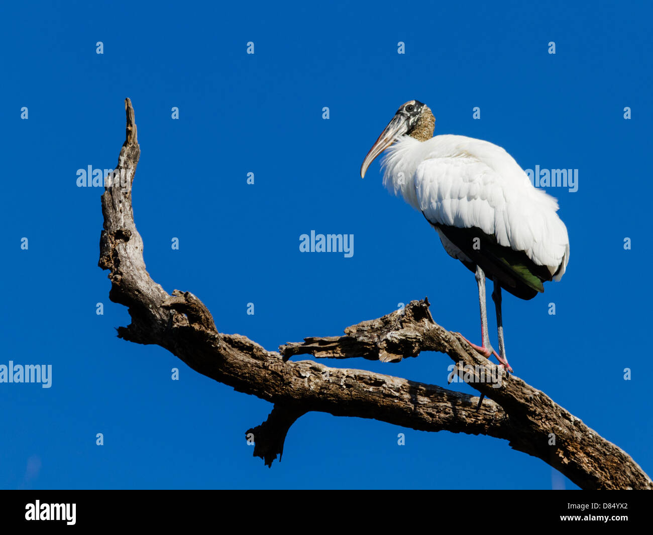A wood stork resting on a dead tree limb. Stock Photo