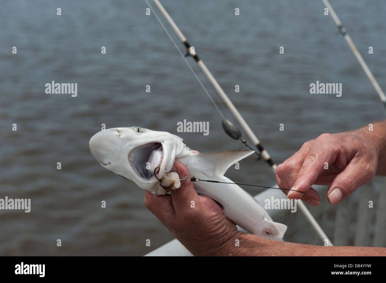 Shark baby fishing hi-res stock photography and images - Alamy
