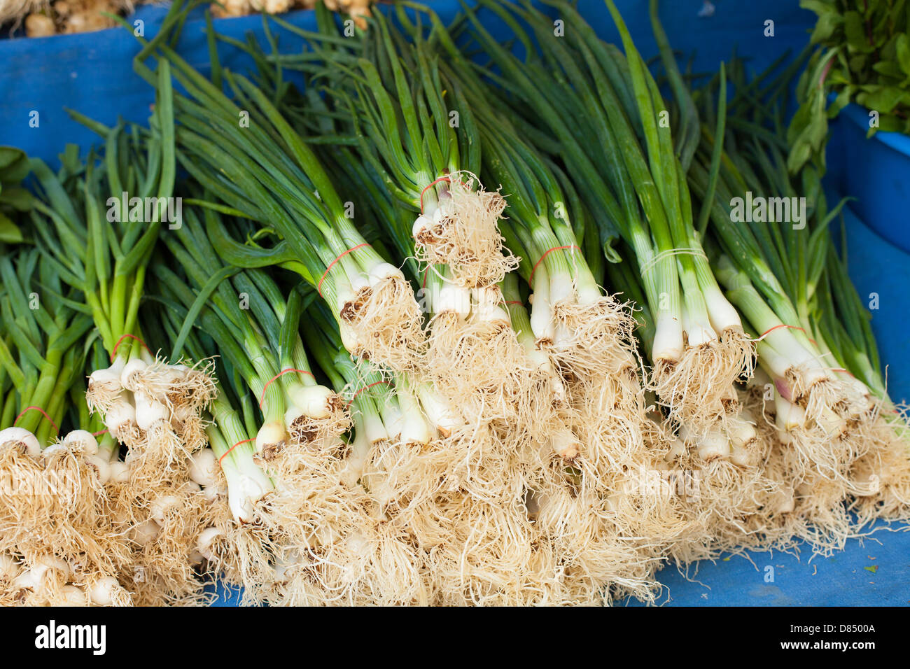 bunch of onions in the market Stock Photo