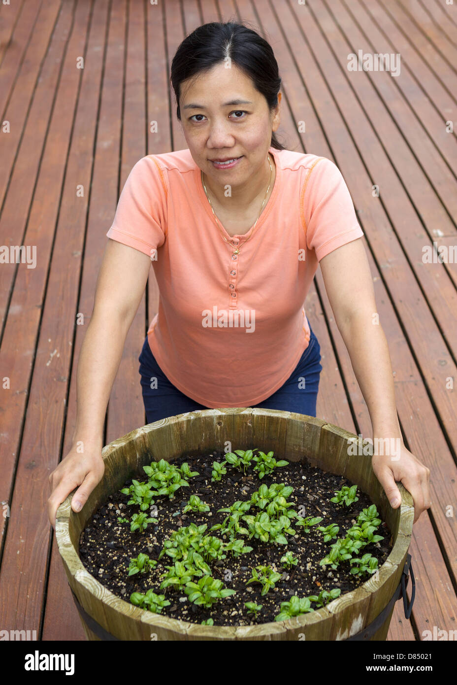 Vertical photo of mature woman behind barrel planter full of new basil plants with natural cedar deck in background Stock Photo