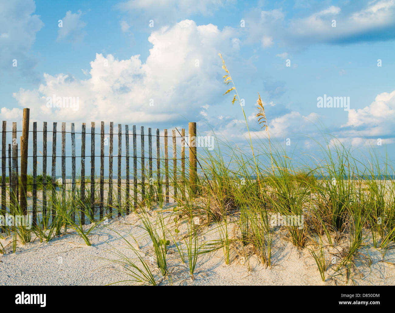A sand dune with sea grass along a sand fence on the beach. Stock Photo