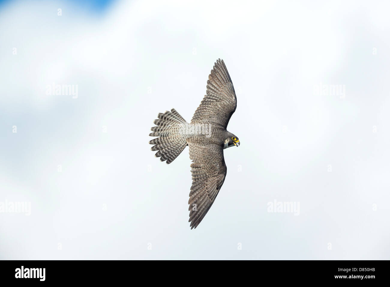 Peregrine falcon new york hires stock photography and images Alamy