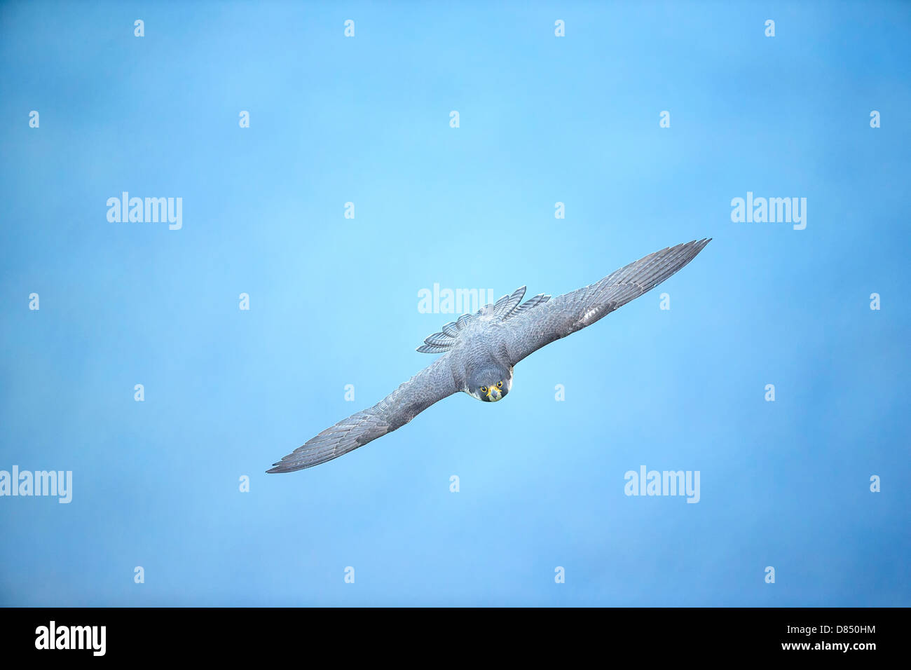 Peregrine Falcon flying over the Hudson River on the border of New