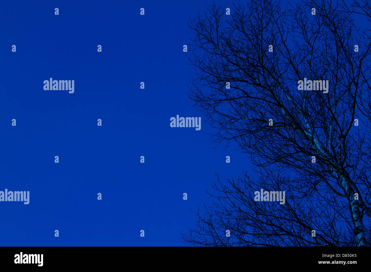 Trees silhouetted against a dark blue sky Stock Photo - Alamy