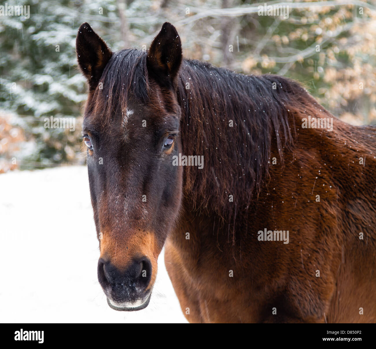 Brown horse in winter. Stock Photo