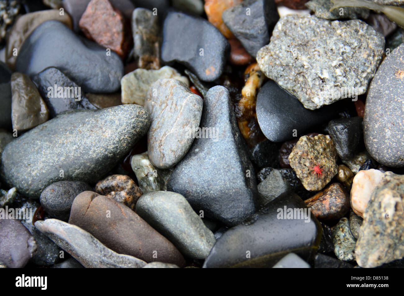 Tumbled beach stones with a red beach mite (Neomolgus littoralis). Stock Photo