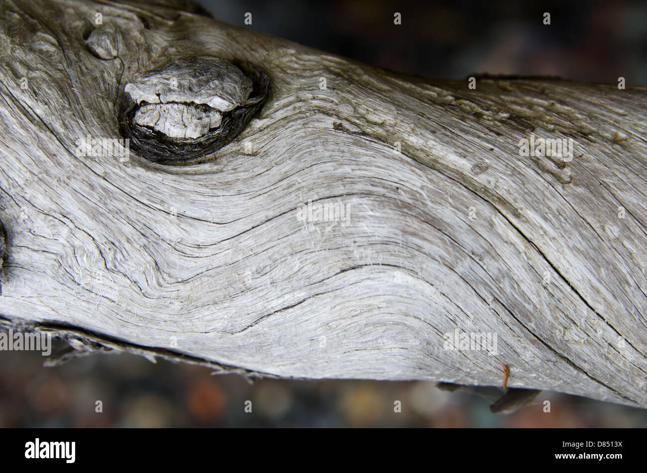 Closeup view of a driftwood branch Stock Photo Alamy
