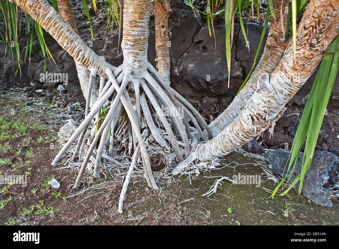 These are white aerial roots of Hawaiian trees called Hala trees. They