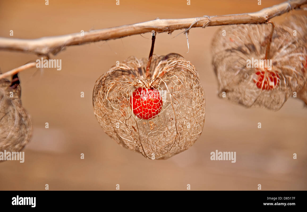 unusual form of a Chinese lantern plant (Physalis alkekengi), is the skeleton of the plant, showing the seed pod inside. Stock Photo