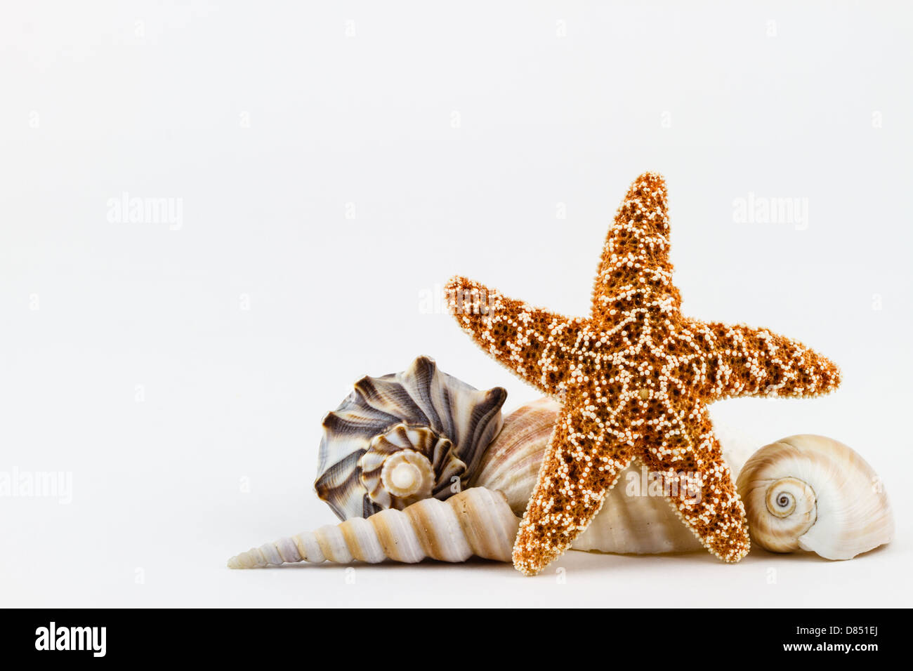 A sugar starfish and various seashells. Stock Photo