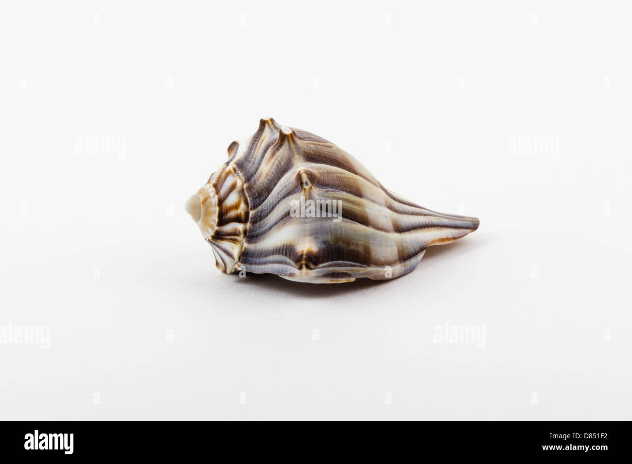 A knobbed whelk found on a Florida beach. Stock Photo