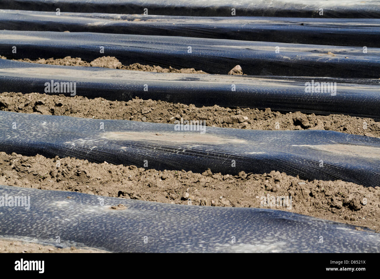 Preparing vegetable garden for Spring planting Stock Photo Alamy