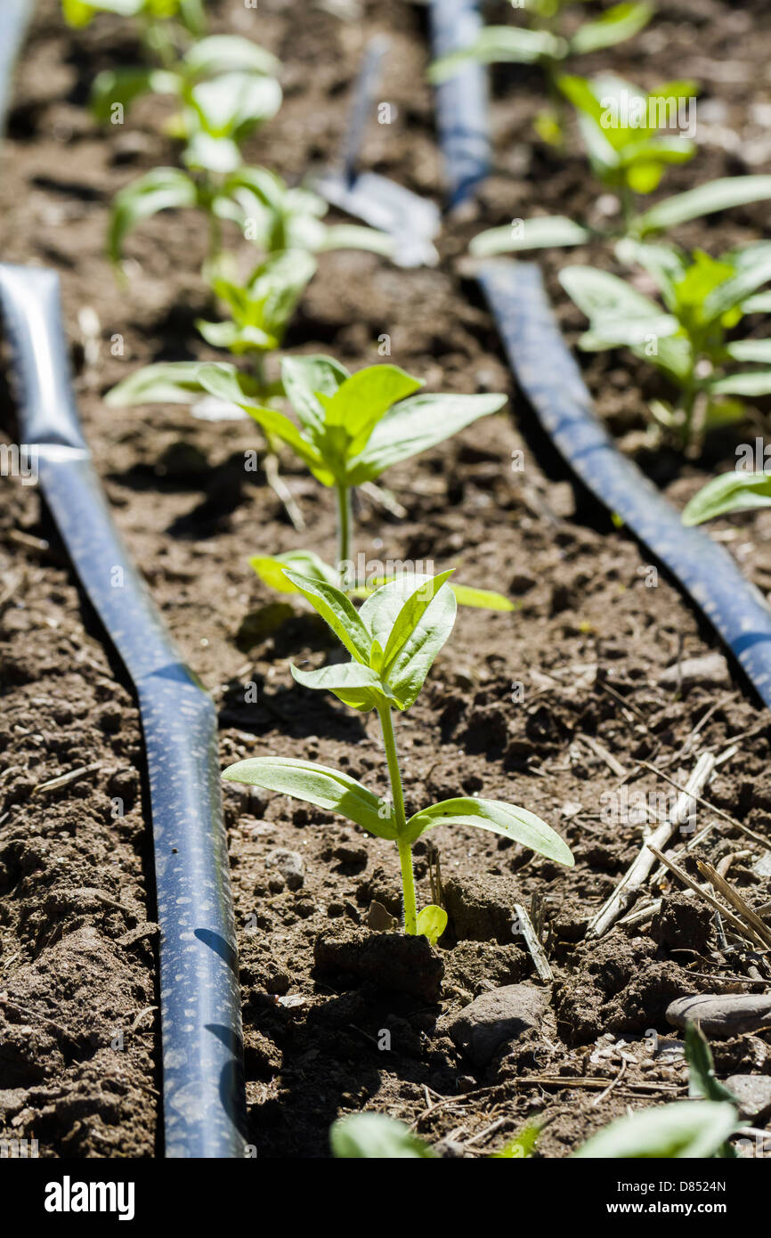 Growing herbs in vegetable garden Stock Photo Alamy