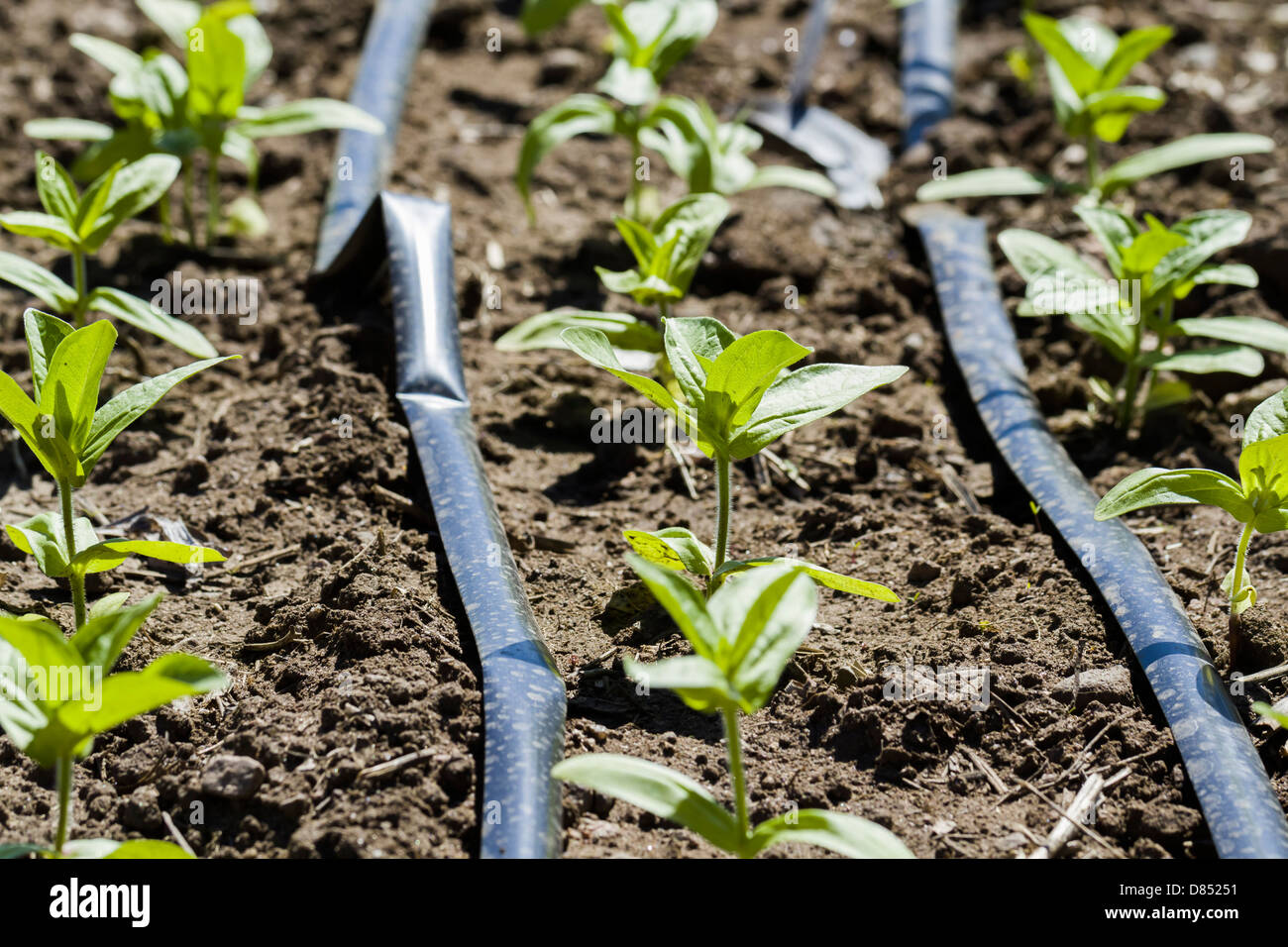 Growing herbs in vegetable garden Stock Photo Alamy