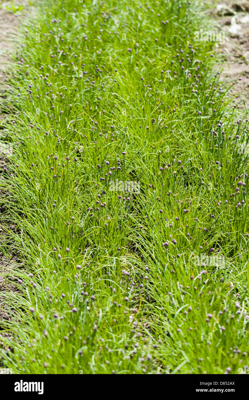 Growing locally edible plants Stock Photo Alamy