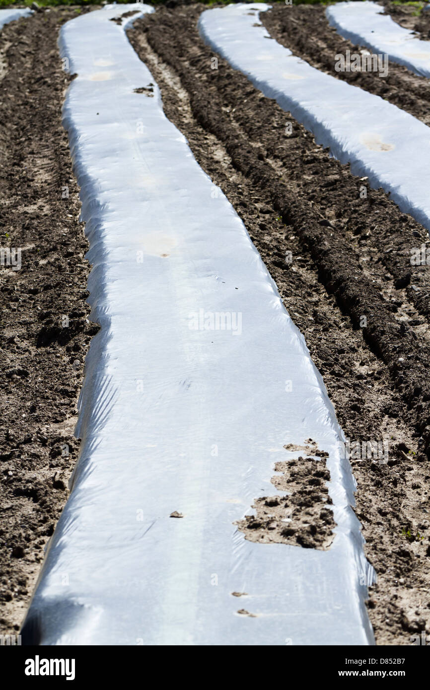 Preparing vegetable garden for Spring planting Stock Photo Alamy