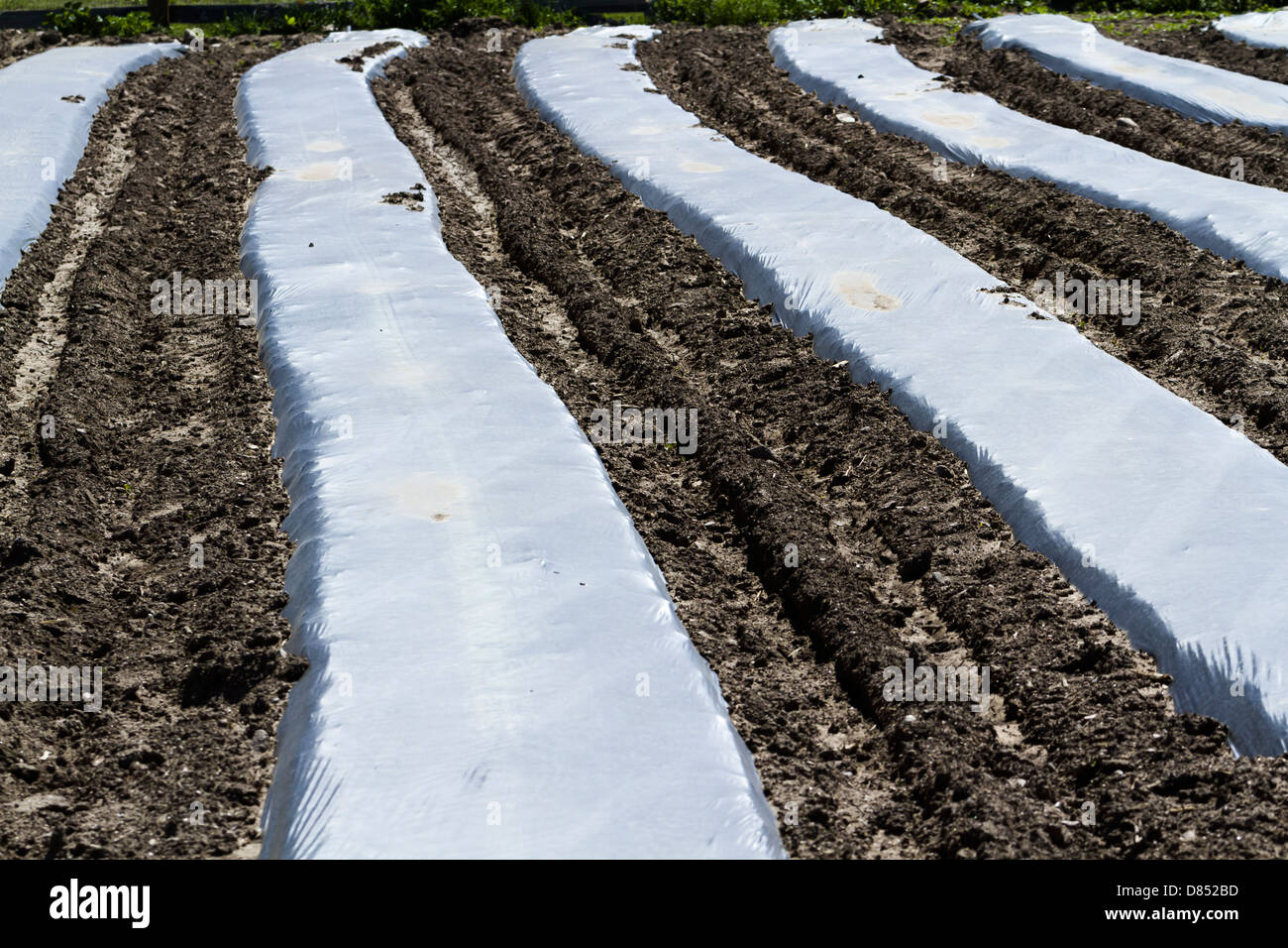 Preparing vegetable garden for Spring planting Stock Photo Alamy