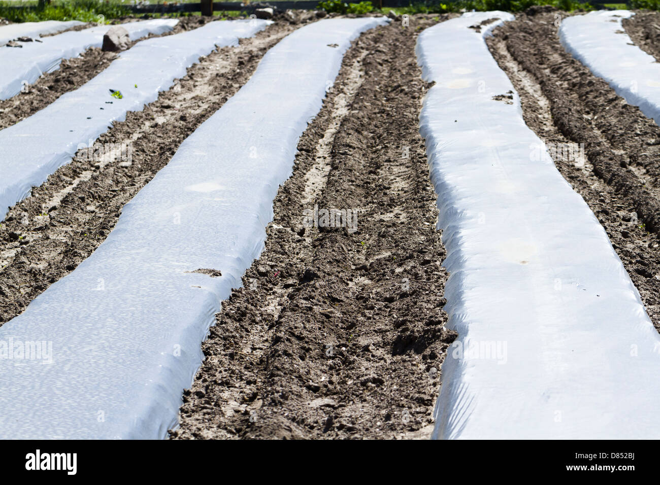 Preparing vegetable garden for Spring planting Stock Photo Alamy
