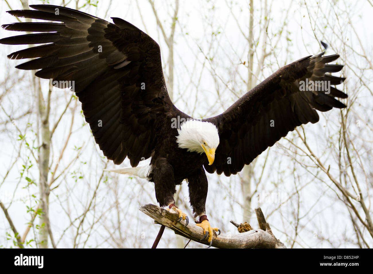 Bald eagle of North America in captivity Stock Photo Alamy