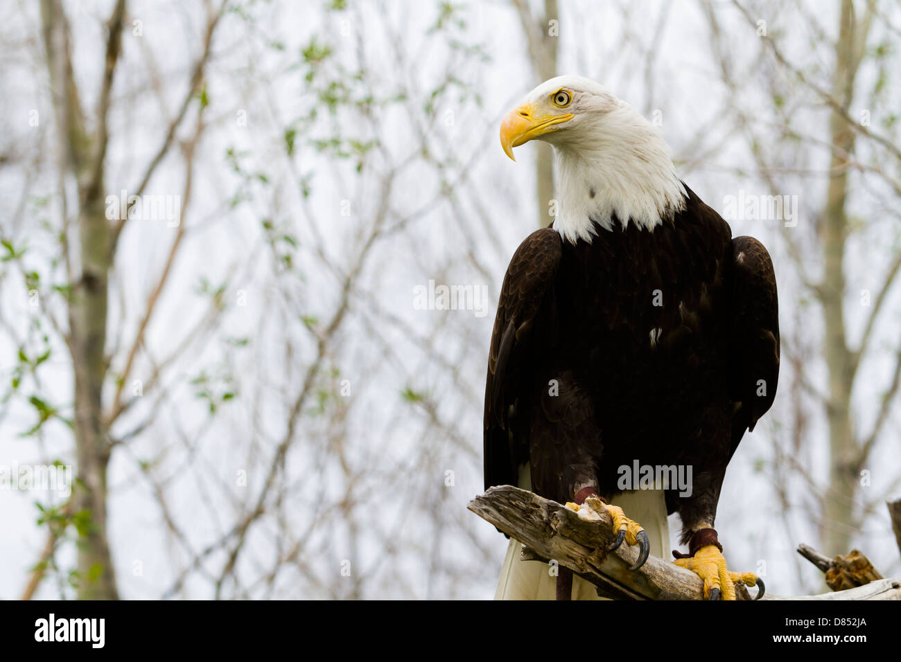 Bald eagle of North America in captivity Stock Photo Alamy