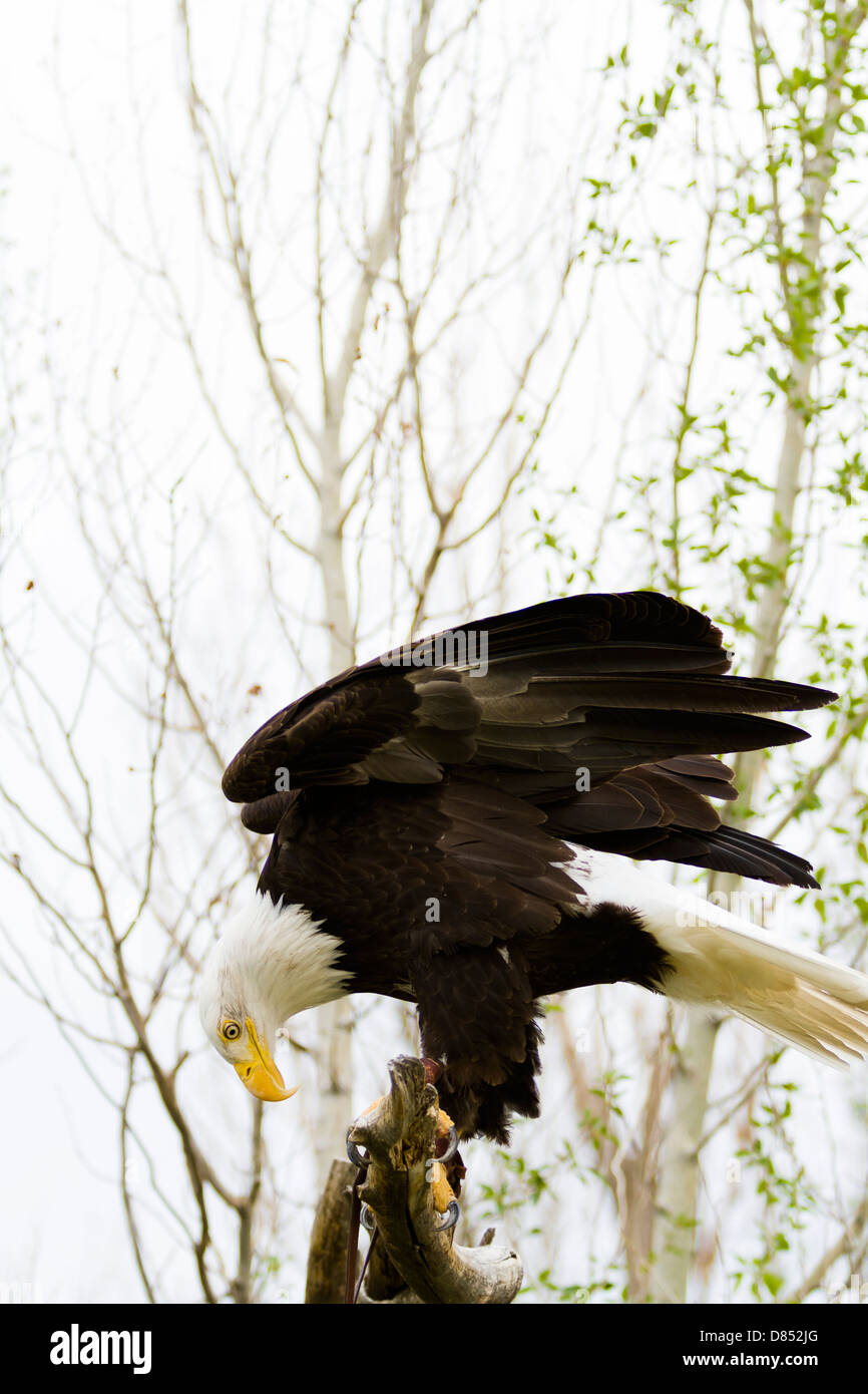 Bald eagle of North America in captivity Stock Photo Alamy
