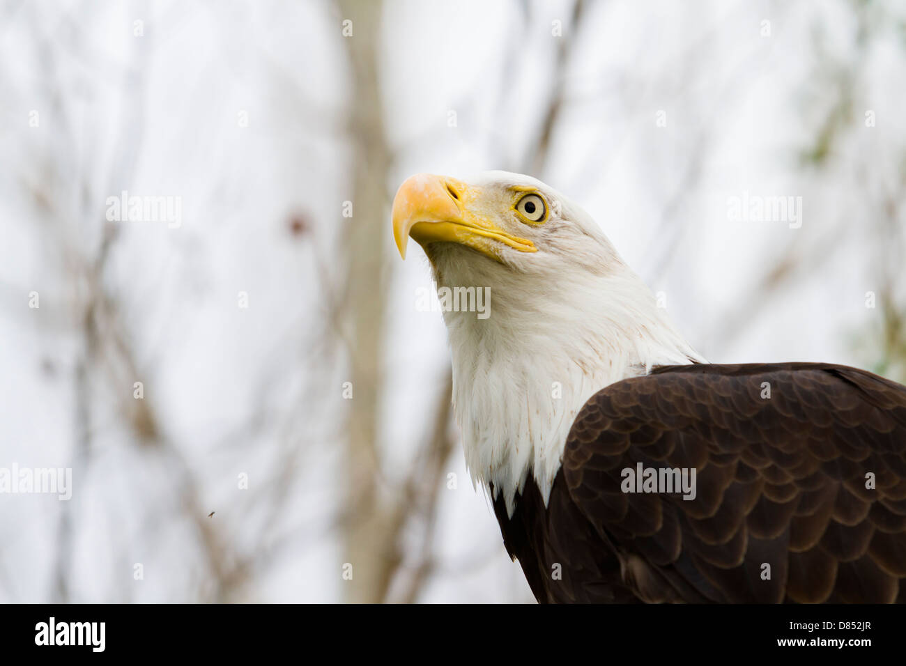 Bald eagle of North America in captivity Stock Photo Alamy